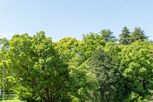 Fresh green and blue sky Idyllic landscape relaxation image landscape material background Japan Tokorozawa 新緑と青空の広がる のどかな風景 リラクゼーション イメージ 風景素材 背景 日本 所沢
