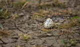 broken birds egg shell lying on the ground new life concept