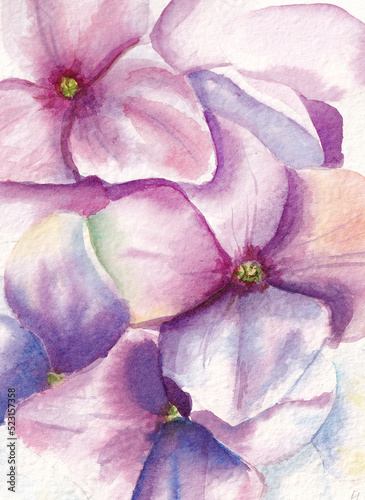 Watercolor drawing of beautiful lilac hydrangea flowers