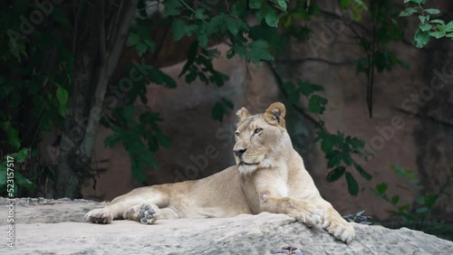 Big lion sitting on rock background photo