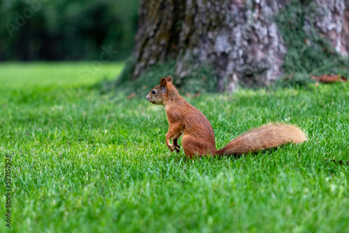 Fluffy squirrel. Red squirrel on the green grass. © homeworlds