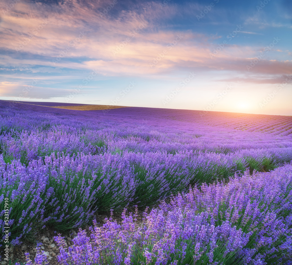 Obraz premium Meadow of lavender at sunset