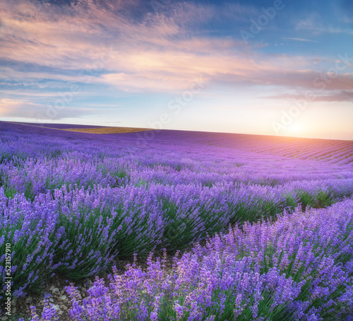 Meadow of lavender at sunset © GIS