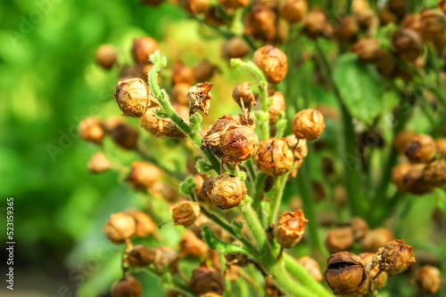 ripe tobacco seeds grow on a tobacco bush in a tobacco farm. tobacco cultivation concept