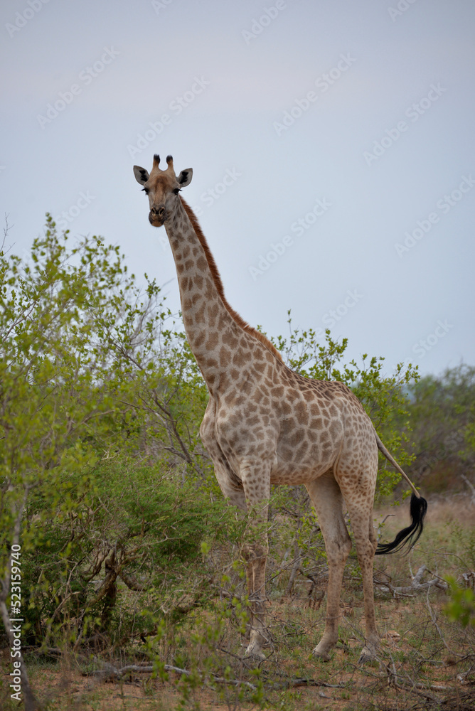 Obraz premium Wild giraffe