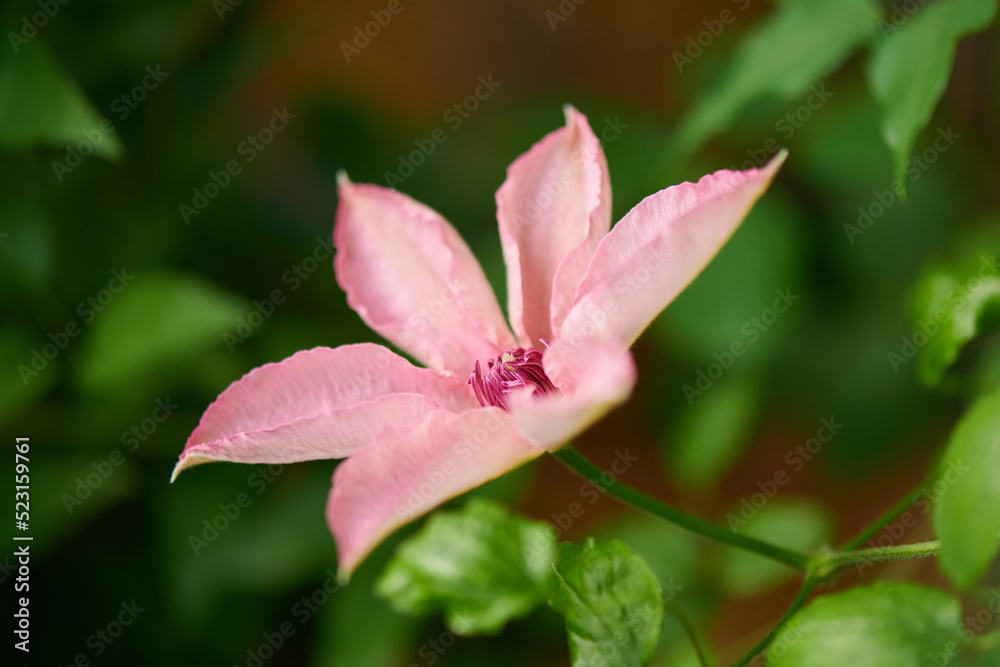 Obraz premium クレマチス ピンク・ファンタジー