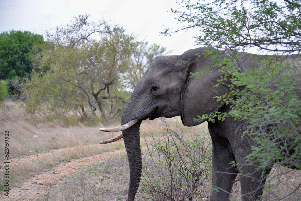 Fototapeta premium wild elephants family