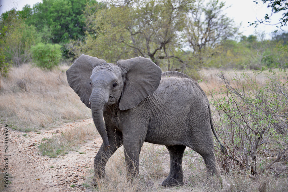 wild elephants family