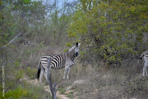 wild zebra family