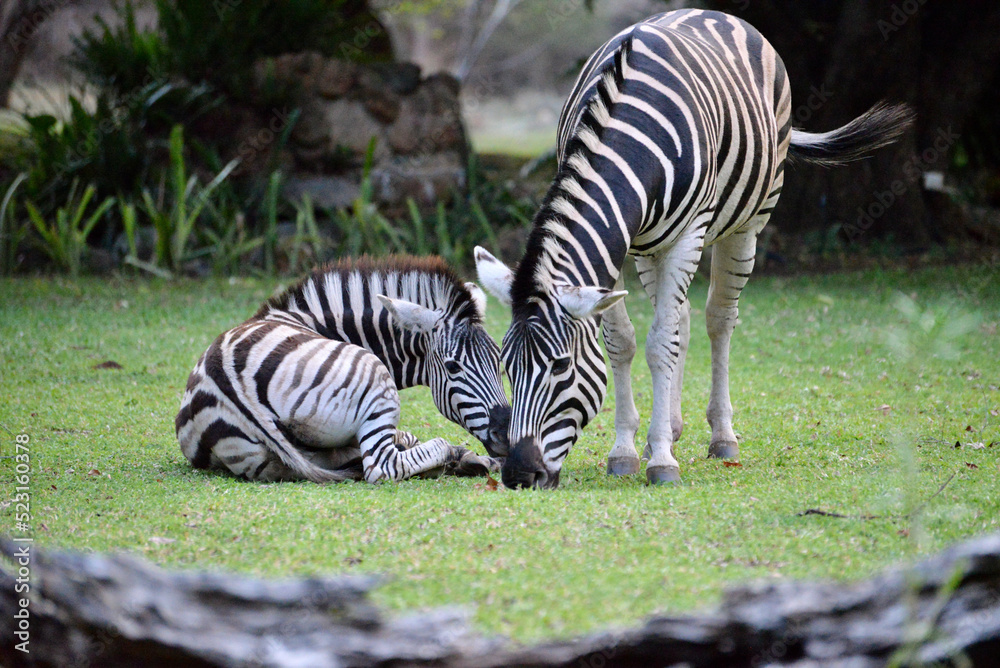 Obraz premium wild Zebra family 