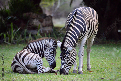wild zebra family