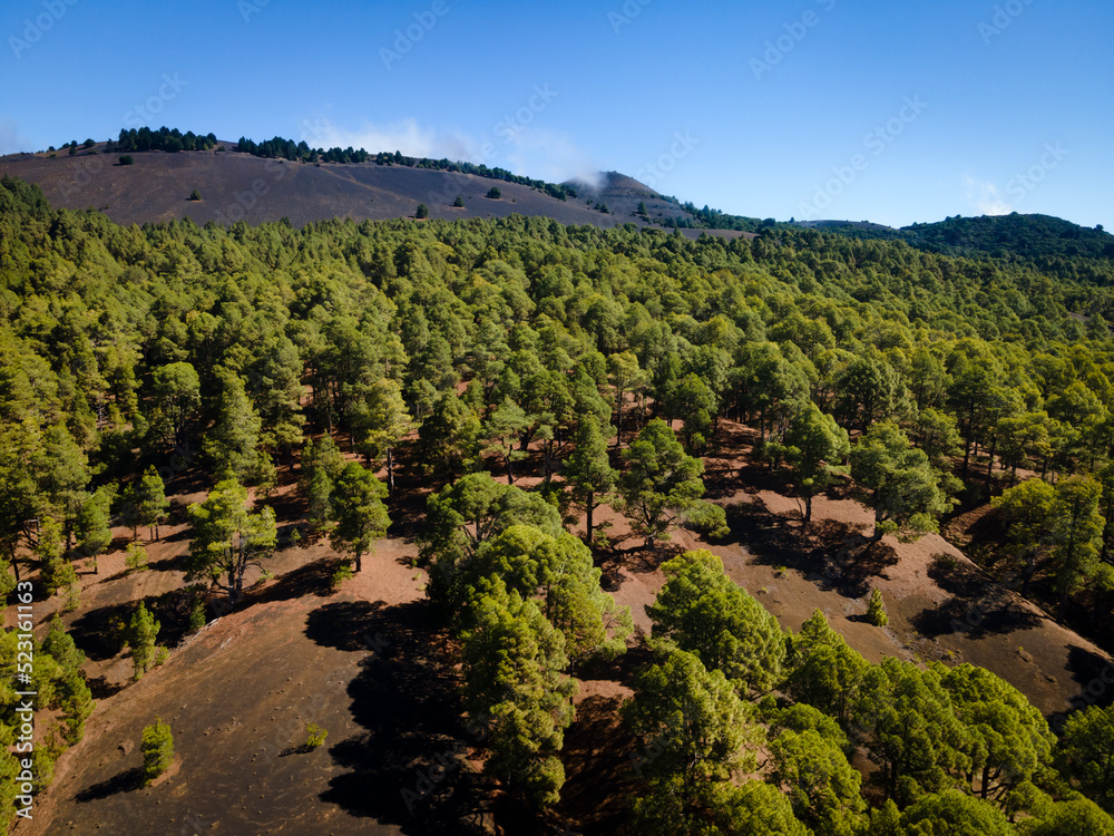 Obraz premium Drone flight over the beautiful lush green pine forest on El Hierro, el pinar