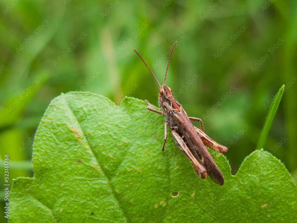 A close-up photo of a grasshopper on a green background A close-up photo of a grasshopper on a green background