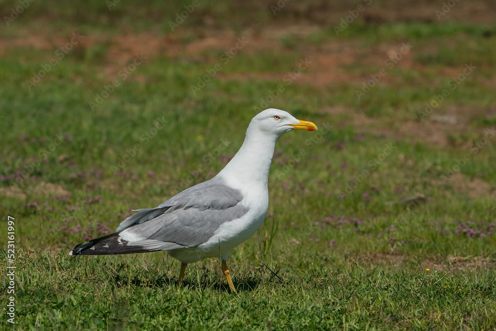 Yellow-legged Gull (Larus michahellis) perched on grass Yellow-legged Gull (Larus michahellis) perched on grass