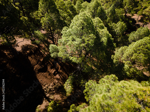 Drone flight over the beautiful lush green pine forest on El Hierro, el pinar