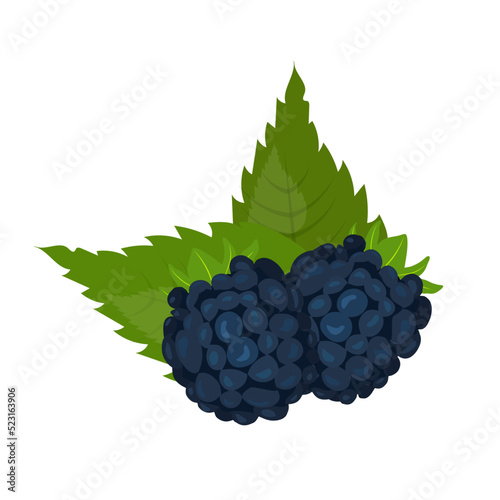 Blackberry, garden or wild forest berry, sweet bramble fruit and green leaves on branch