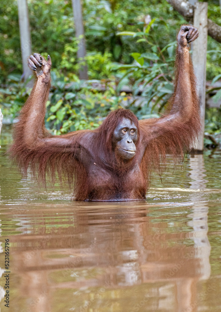Naklejka premium Sepilok Orangutan Rehabilitation Centre is home to 60-80 wild orangutans that can only be seen from the river. These will be released into the wild when they are ready.