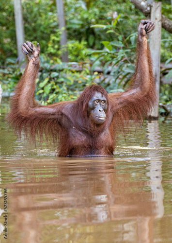 Sepilok Orangutan Rehabilitation Centre is home to 60-80 wild orangutans that can only be seen from the river. These will be released into the wild when they are ready.