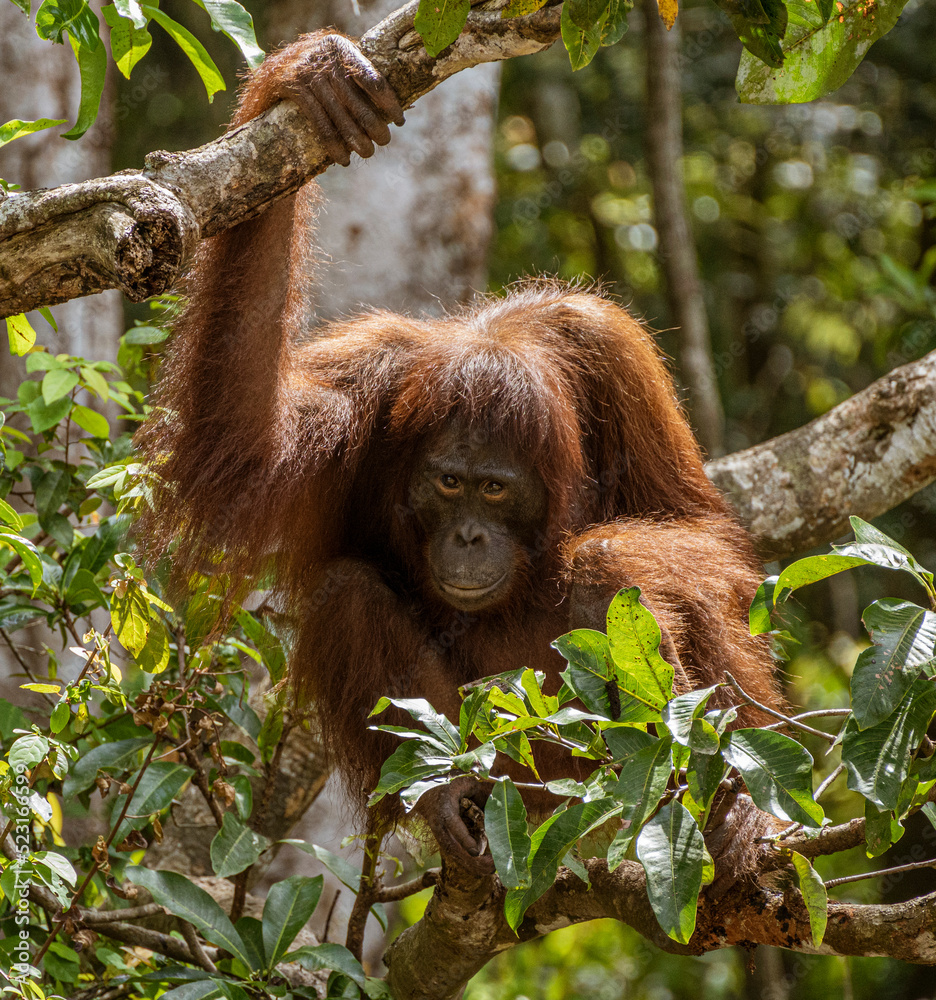 Naklejka premium Sepilok Orangutan Rehabilitation Centre is home to 60-80 wild orangutans that can only be seen from the river. These will be released into the wild when they are ready.