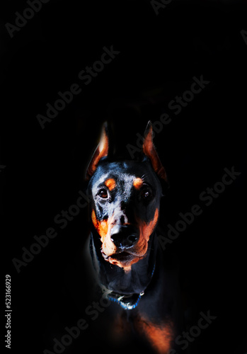 Doberman breed dog on a black background
