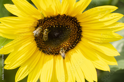 yellow blooming sunflower close up in the summer with bees