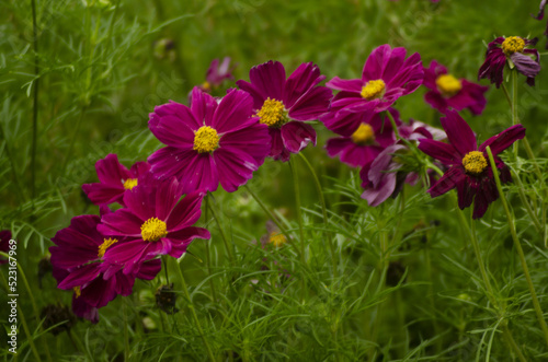 flowers in the garden