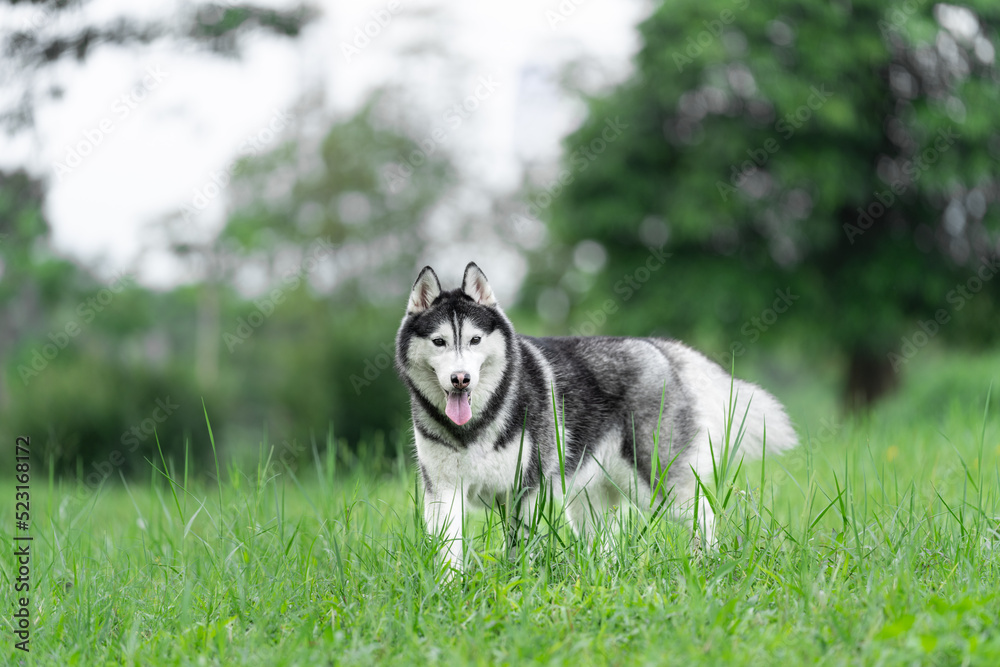 Siberian husky dog is walking on the grass. Siberian husky dog is walking on the grass.