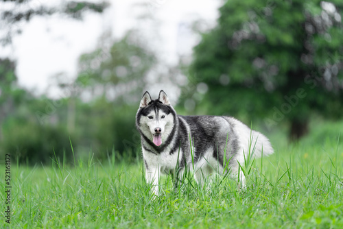 Siberian husky dog is walking on the grass.