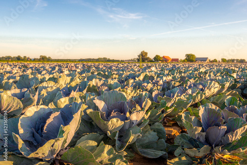 Organically grown red cabbage plants grow on a large field. Some leaves show damage from caterpillars and other pest insects. In the background is a farm. It is early in the morning in summertime.