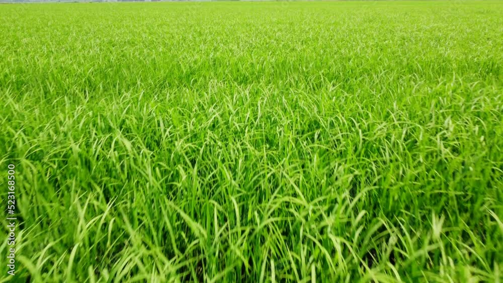 Rice Paddy Agriculture Field in Vercelli Piedmont Rice Paddy Agriculture Field in Vercelli Piedmont