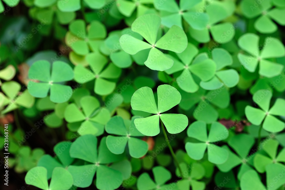clover leaves background clover leaves background