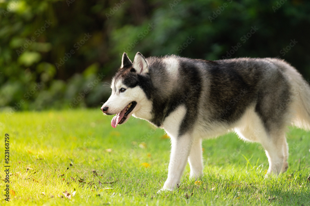 Siberian husky dog is walking on the grass.