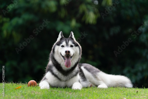 happy Siberian husky dog is grinning outdoors, green nature background.