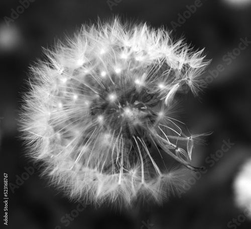 close up of dandelion