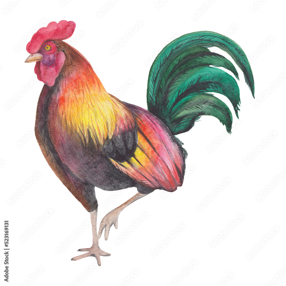 Rooster isolated on white background. Watercolor illustration of male chicken Chinese Zodiac animals concept
