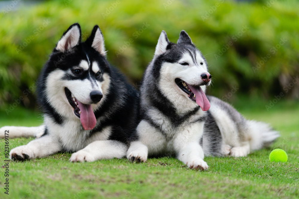 Cute husky dogs are staying together on the grass. Playful puppies outdoors. Cute husky dogs are staying together on the grass. Playful puppies outdoors.