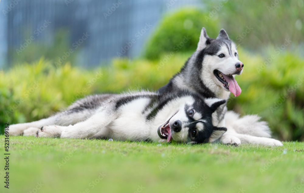 Two cute husky dogs are playing together on the grass. Playful puppies outdoors.