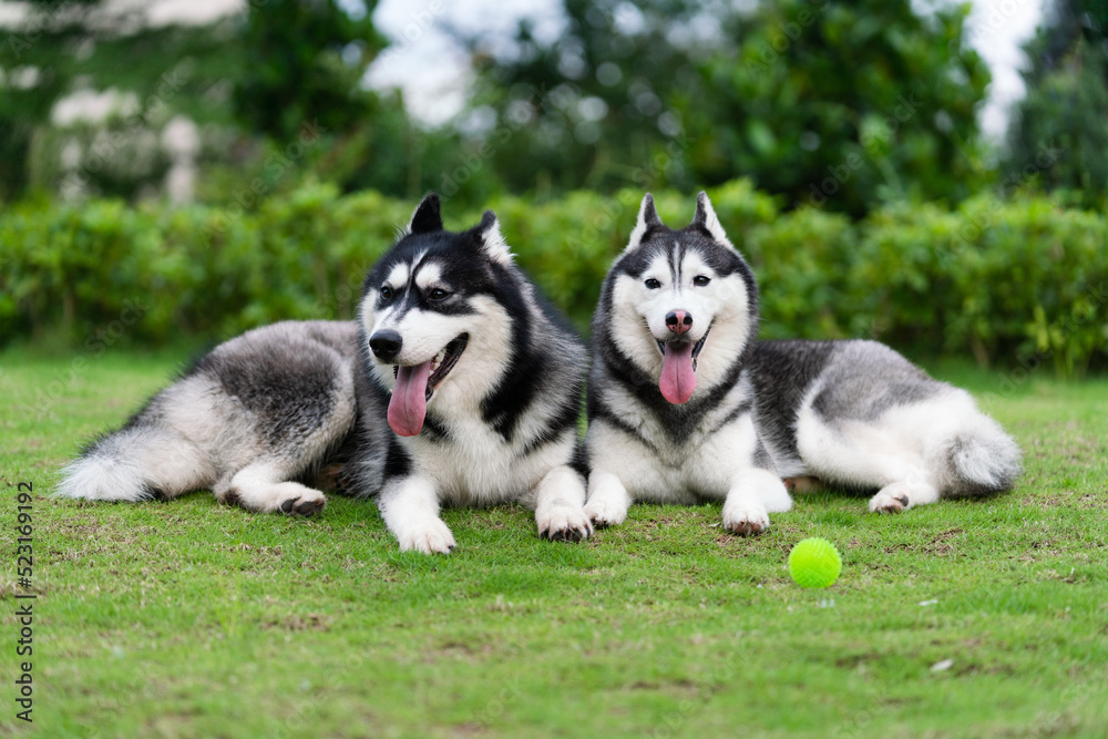 Cute husky dogs are staying together on the grass. Playful puppies outdoors. Cute husky dogs are staying together on the grass. Playful puppies outdoors.