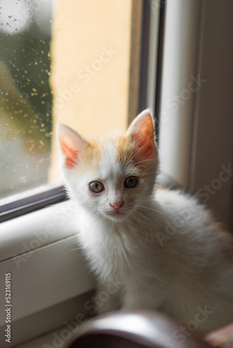 Curiosity little white kitten with red head sitting on the windowsill and looking at camera.