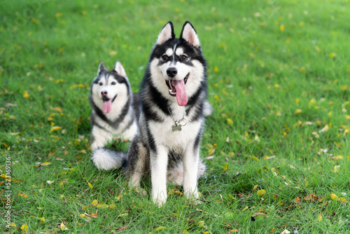 Cute husky dogs are staying together on the grass. Playful puppies outdoors.