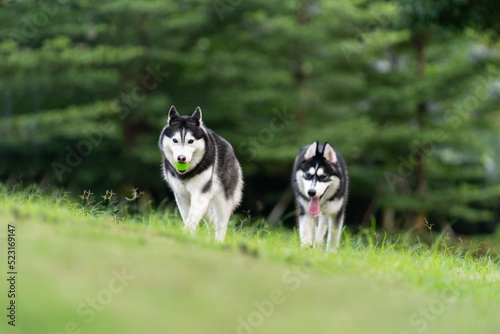 Two cute husky dogs are walking together on the grass. Playful puppies outdoors.