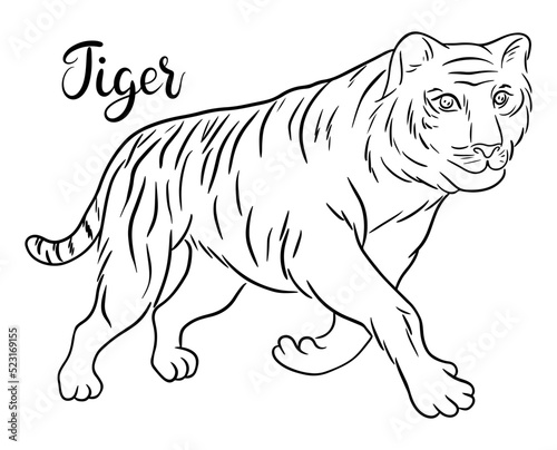 Contour bengal tiger sketch with hand lettering. Line art vector illustration of tiger. Chinese Zodiac animals concept