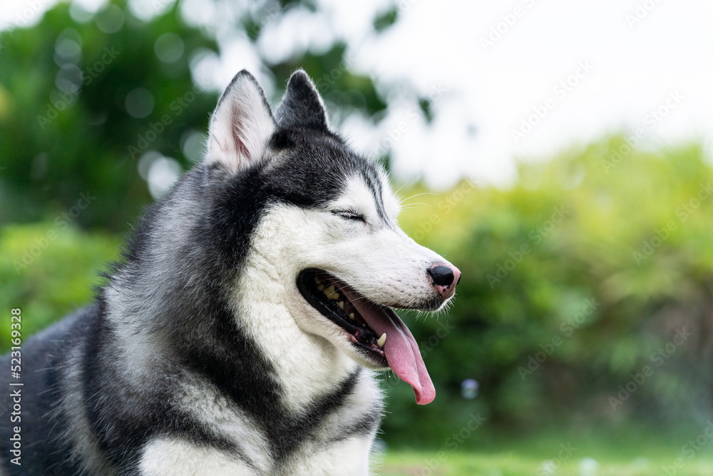 happy Siberian husky dog is grinning outdoors.