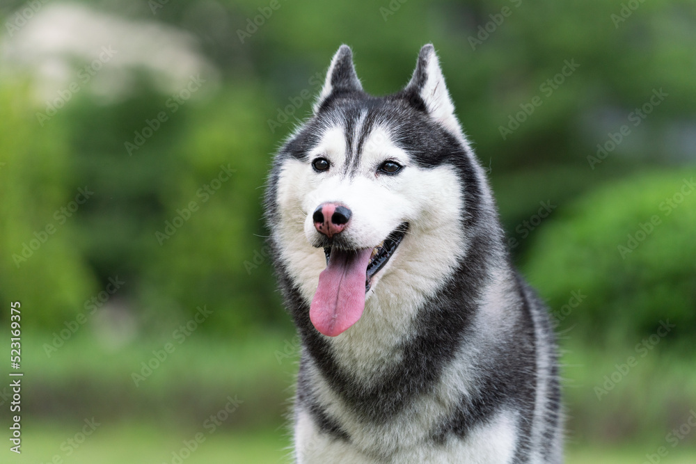 happy Siberian husky dog is grinning outdoors, green nature background.