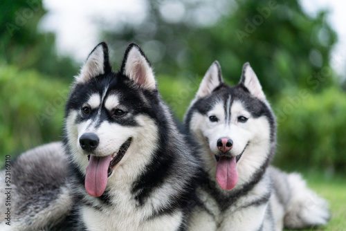 Cute husky dogs are staying together on the grass. Playful puppies outdoors.
