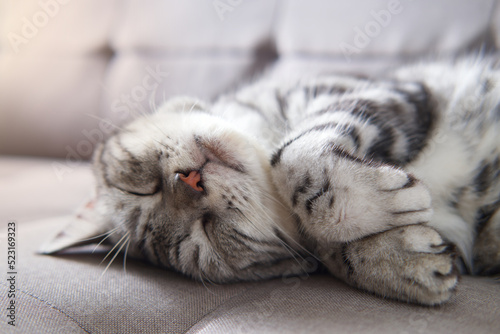 Cat sleep calm and relax on cloth sofa gray color, American shorthair cat breed classic silver color, Cat sleeping or Lie down on soft mattress, Adorable pet with Furniture in living room.