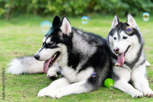 Cute husky dogs are staying together on the grass. Playful puppies outdoors.