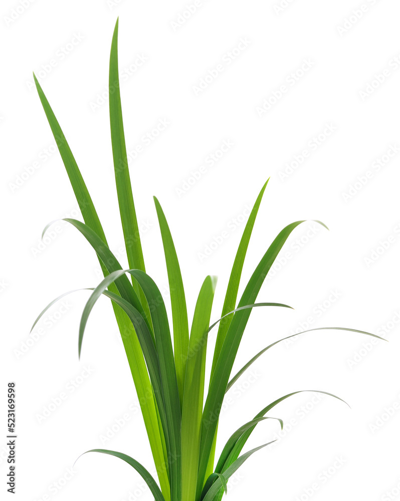 Obraz premium Green grass leaves.