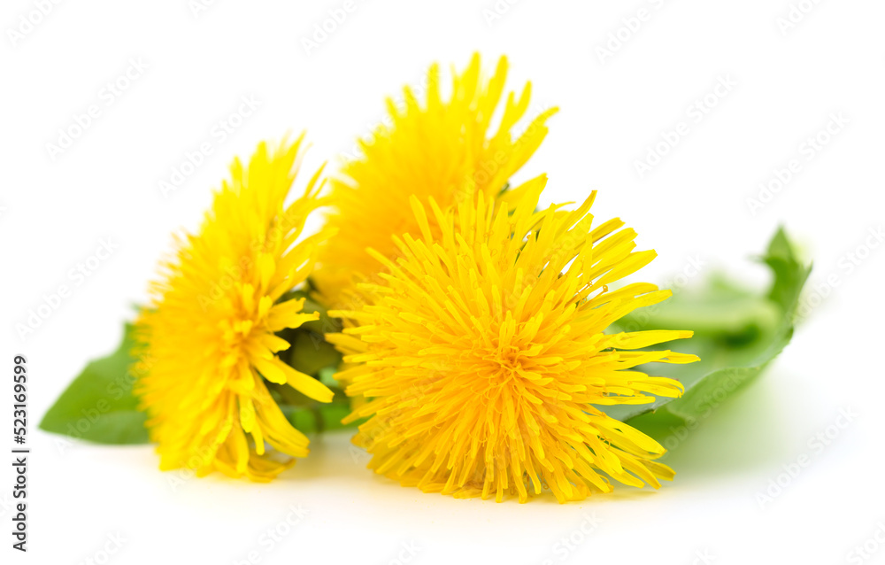 Three dandelions with leaves. Three dandelions with leaves.