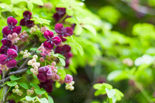 Akebia quinata dark-purple flowers with unfocused background. Close-up. Small unusual Chocolate vine purple flowers